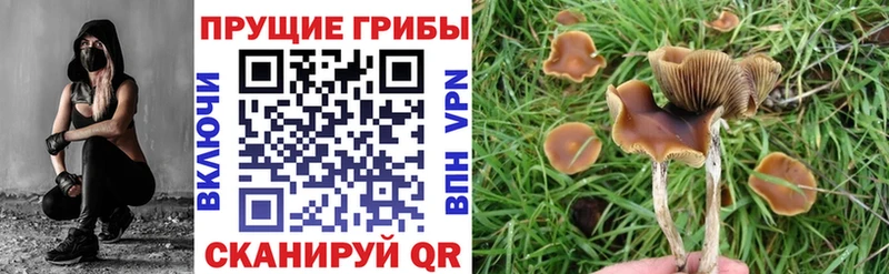 Галлюциногенные грибы Psilocybe  Купить где  Югорск 